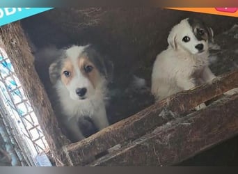 Sammy - kleiner Sonnenschein sucht Familienanschluss