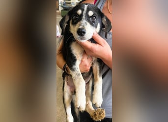 Trudi - die Dritte im Bunde - zuckersüßes Hundekind sucht ihre Family