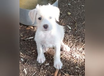Bowie - Nummer 3 von 17 - süßer Fratz sucht seine Familie auf Lebzeit