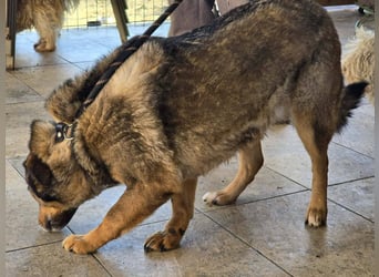 Liebe Moni – sucht besonders liebes Zuhause zum durchstarten