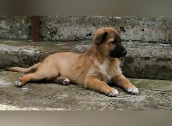 CODY – zauberhafter junger Hundebub sucht sein Zuhause für immer