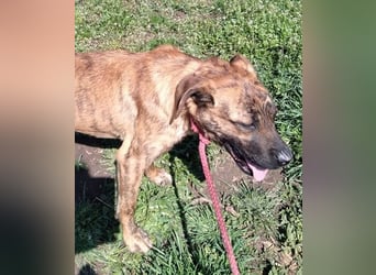 Bildhübscher TOTO - auf der Suche nach seinem Glück