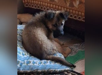 CARA - zauberhaftes junges Hundemädchen sucht ihr Zuhause für immer