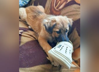 CODY – zauberhafter junger Hundebub sucht sein Zuhause für immer