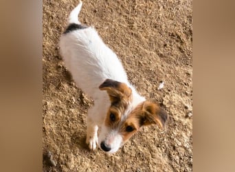 Sammy - kleiner Sonnenschein sucht Familienanschluss