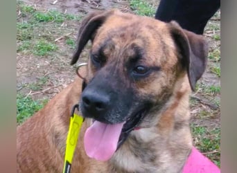 Bildhübscher TOTO - auf der Suche nach seinem Glück