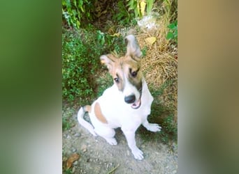 Super hübsches Hundekind „ TESSA „ sucht ihr Zuhause für immer