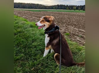 Carlos sucht sein perfektes Match-wartet in PLZ 49143 Bissendorf