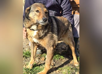 Liebe Moni – sucht besonders liebes Zuhause zum durchstarten