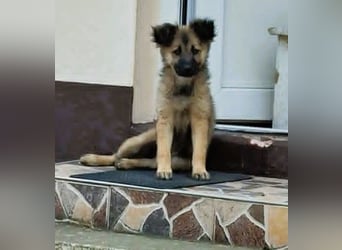 CARA - zauberhaftes junges Hundemädchen sucht ihr Zuhause für immer