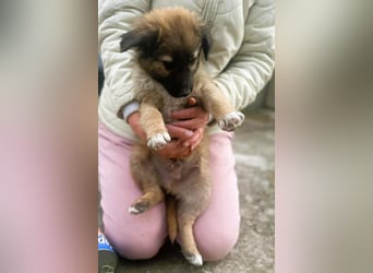CODY - zauberhafter junger Hundebub sucht sein Zuhause für immer