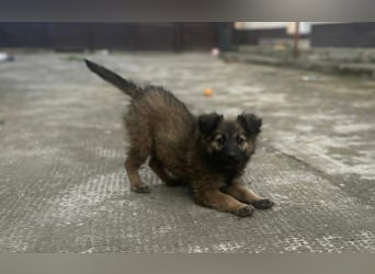 CARA - zauberhaftes junges Hundemädchen sucht ihr Zuhause für immer