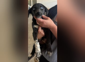 Ein Blickfang pur – das ist Hundekind Mila