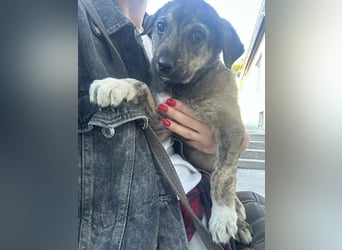 Kleines Hundekind „SUMMER“ bringt die Sonne ins Haus