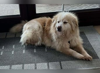 Rosa – hübsche Maus wartet in PLZ 75217 Birkenfeld auf Besuch