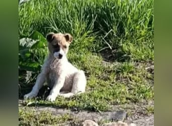 Tessa – kleines Hundekind sucht ihr Zuhause für immer
