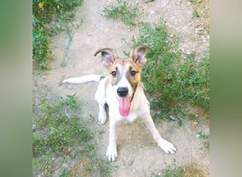 Super hübsches Hundekind „ TESSA „ sucht ihr Zuhause für immer