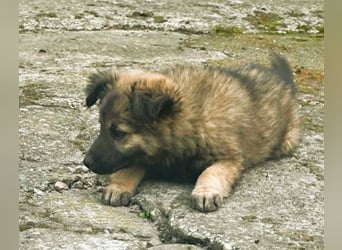 CARA - zauberhaftes junges Hundemädchen sucht ihr Zuhause für immer