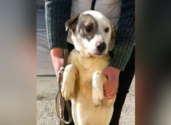 LENA - eine Zaubermaus die ihre Familie sucht