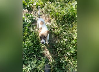 Tessa – kleines Hundekind sucht ihr Zuhause für immer