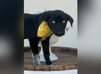 Ein Blickfang pur – das ist Hundekind Mila