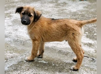 CODY - zauberhafter junger Hundebub sucht sein Zuhause für immer