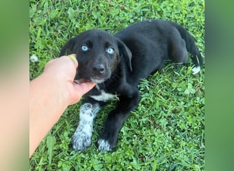 Ein Blickfang pur – das ist Hundekind Mila