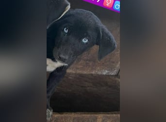 Ein Blickfang pur – das ist Hundekind Mila