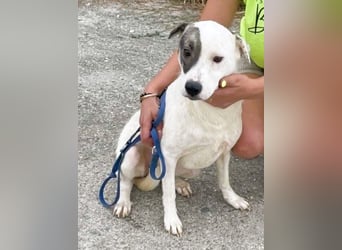 LENA - eine Zaubermaus die ihre Familie sucht