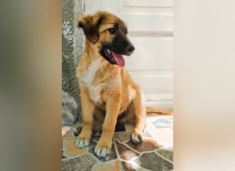 CODY – zauberhafter junger Hundebub sucht sein Zuhause für immer