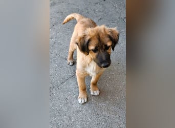 CODY – zauberhafter junger Hundebub sucht sein Zuhause für immer
