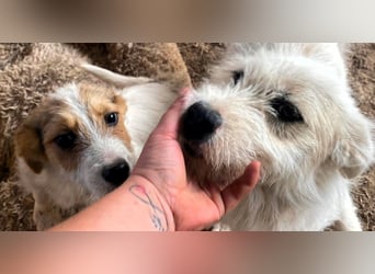 Sammy - kleiner Sonnenschein sucht Familienanschluss