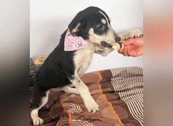 Trudi - die Dritte im Bunde - zuckersüßes Hundekind sucht ihre Family