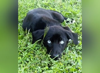 Ein Blickfang pur – das ist Hundekind Mila