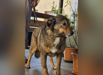 Liebe Moni – sucht besonders liebes Zuhause zum durchstarten