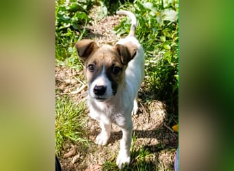 Tessa – kleines Hundekind sucht ihr Zuhause für immer