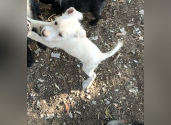 Bowie - Nummer 3 von 17 - süßer Fratz sucht seine Familie auf Lebzeit