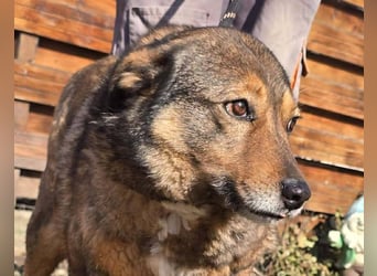 Liebe Moni – sucht besonders liebes Zuhause zum durchstarten