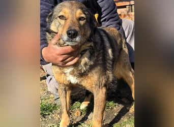 Liebe Moni – sucht besonders liebes Zuhause zum durchstarten