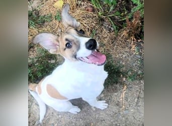 Super hübsches Hundekind „ TESSA „ sucht ihr Zuhause für immer
