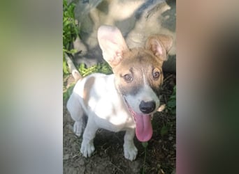 Super hübsches Hundekind „ TESSA „ sucht ihr Zuhause für immer