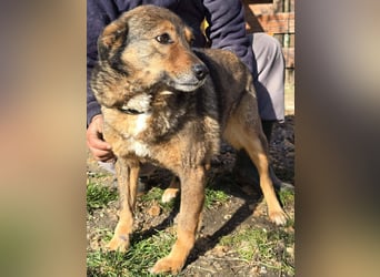 Liebe Moni – sucht besonders liebes Zuhause zum durchstarten