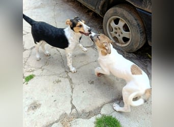 Super hübsches Hundekind „ TESSA „ sucht ihr Zuhause für immer