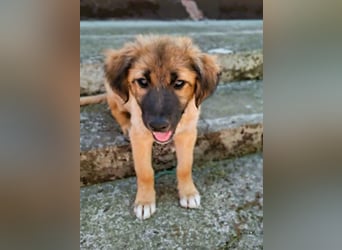 CODY – zauberhafter junger Hundebub sucht sein Zuhause für immer