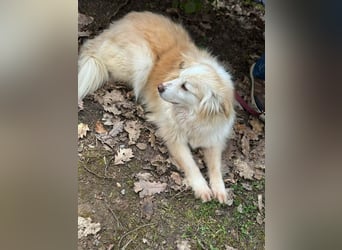 Rosa – hübsche Maus wartet in PLZ 75217 Birkenfeld auf Besuch