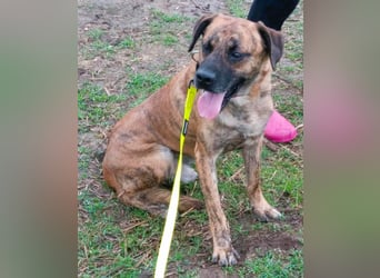 Bildhübscher TOTO - auf der Suche nach seinem Glück