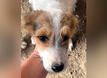 Sammy - kleiner Sonnenschein sucht Familienanschluss