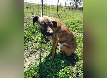 Bildhübscher TOTO - auf der Suche nach seinem Glück