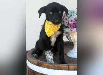 Ein Blickfang pur – das ist Hundekind Mila