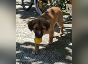 CODY – zauberhafter junger Hundebub sucht sein Zuhause für immer